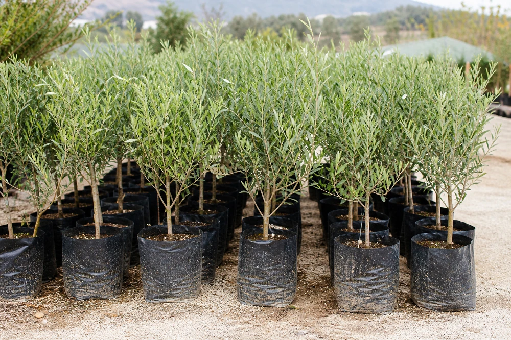 Turgutlu Zeytin Fidanı Satışı